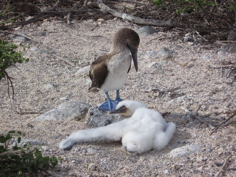 booby blue-footed boobies bird birds